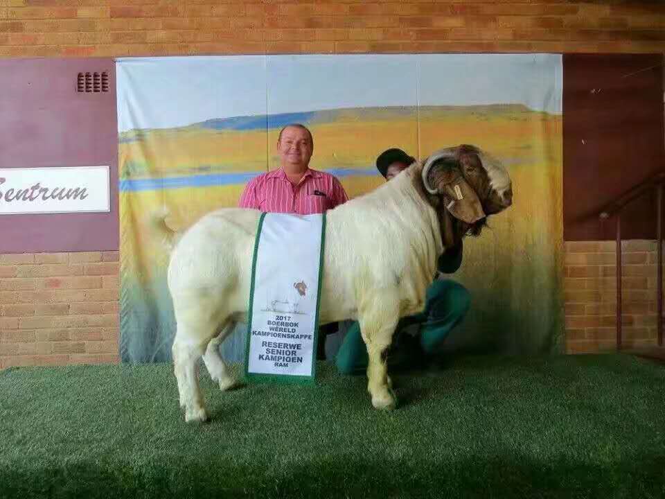 百度爱采购首页 商品专题_波尔 波尔山羊原产于非洲的南非.