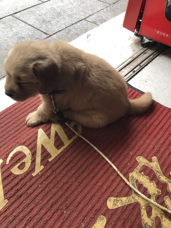 金毛刚两个月,它就开始替主人看店,一直在门口守在