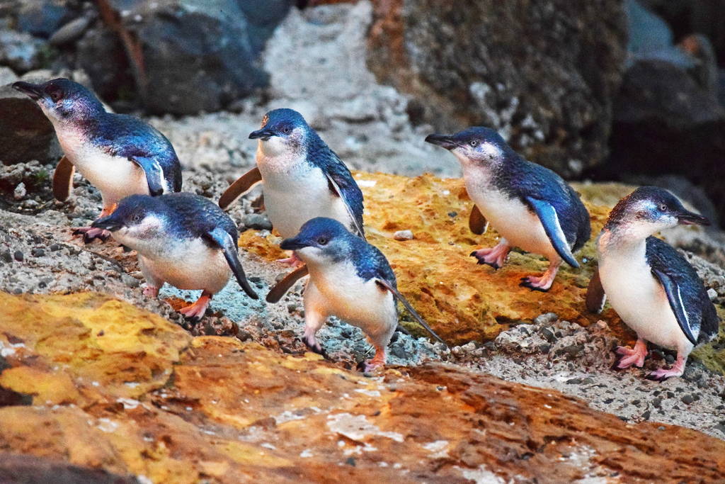 新西兰的东南部港口城镇奥马鲁最出名的大概是这里憨态可掬的蓝色企鹅