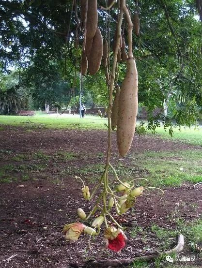 奇特的树木,会长出香肠果实的香肠树,就不知味道如何!