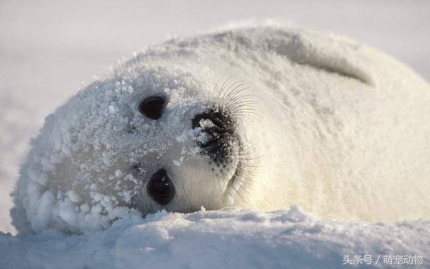贝加尔海豹,世上唯一在湖泊里生存的海豹,身世之谜一直未解!