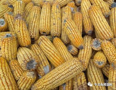 泽牧久远李伟博士:发霉的玉米晒一晒,煮熟后,就能喂牛羊了吗