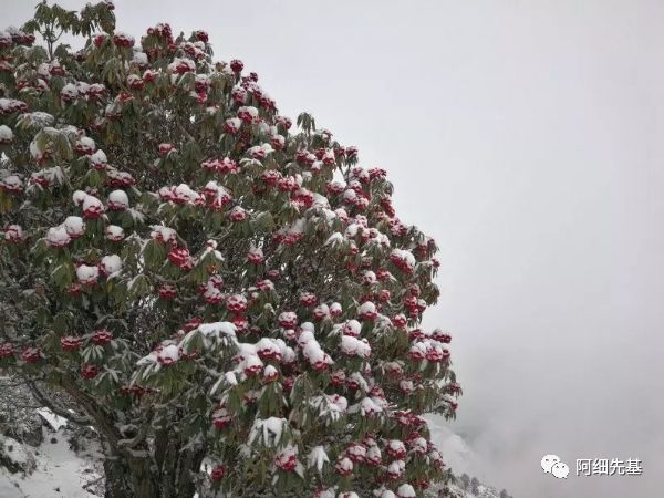 《马缨花》感悟(马缨花节选阅读答案)