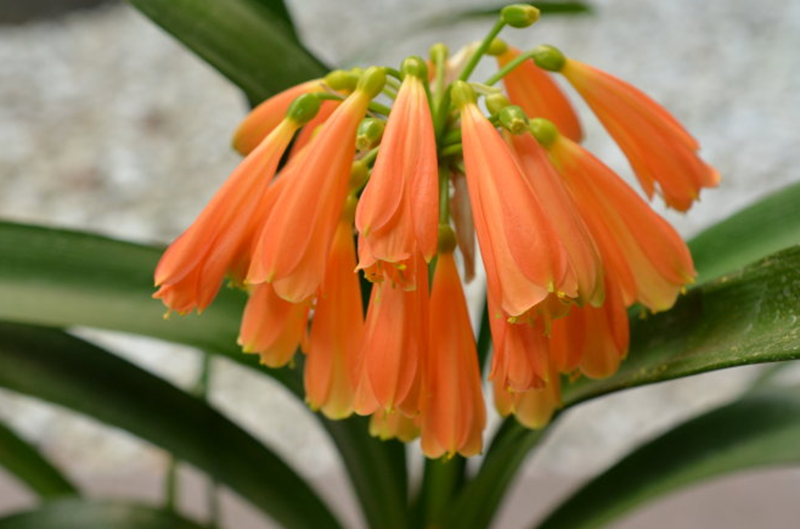 垂笑君子兰有两种繁殖方法,很喜肥,昼夜温差大有利于它的生长