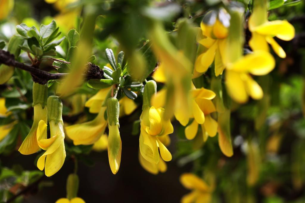 长得不老高,但全身都是宝,简单让它做个盆景美到爆!