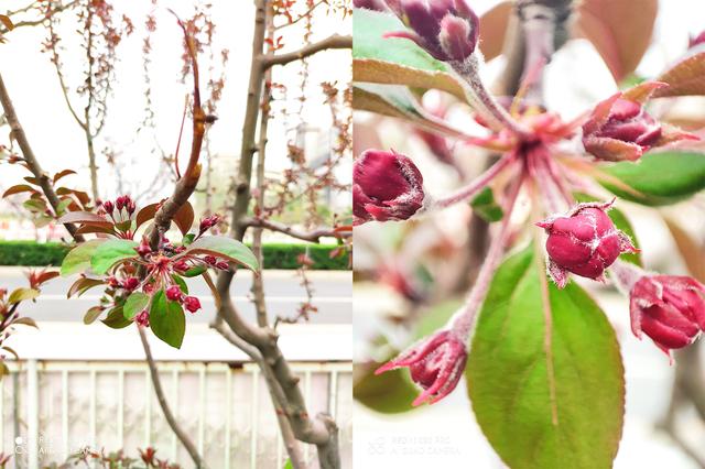 红米k30 pro评测:相比小米10,它有这几个惊喜