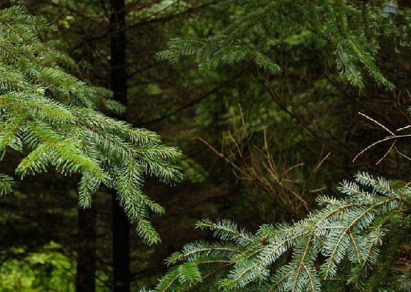 长白鱼鳞松知识科普,教你轻松识别长白鱼鳞松