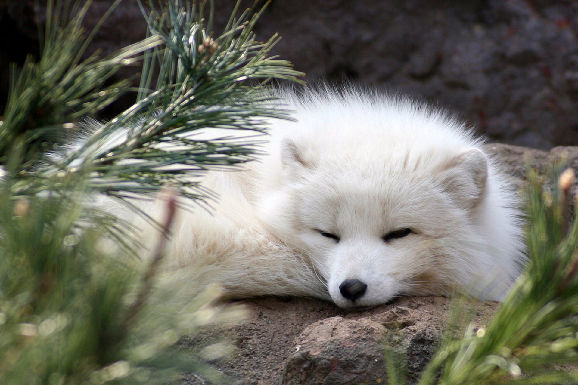 动物趣图# 绿草如茵,阳光明媚,一只白色小狐狸在草地上休息.