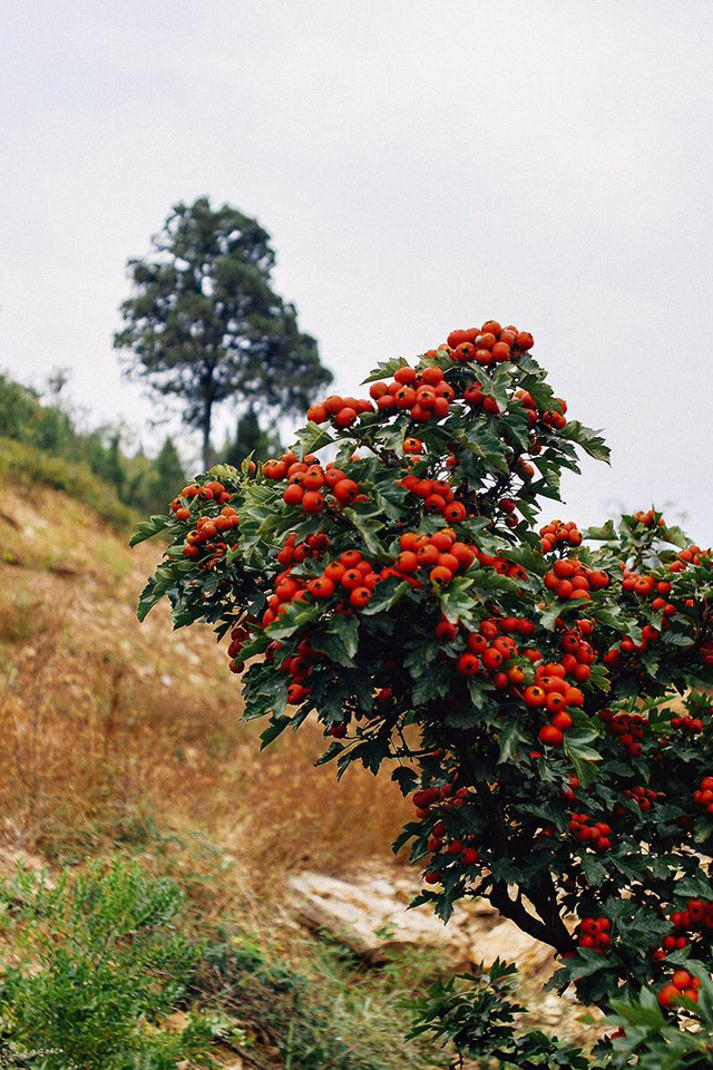 游山楂林,山里红抒情