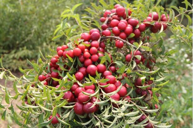 野生欧李整体外观