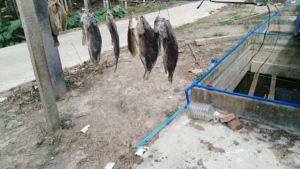 罗非鱼拿来晒干,可以放久一点,还是蛮好吃的