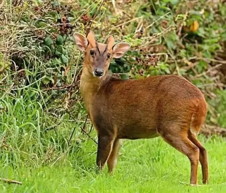 地里来了个"狗头羊身"的动物,可把大荔这村民吓坏了!