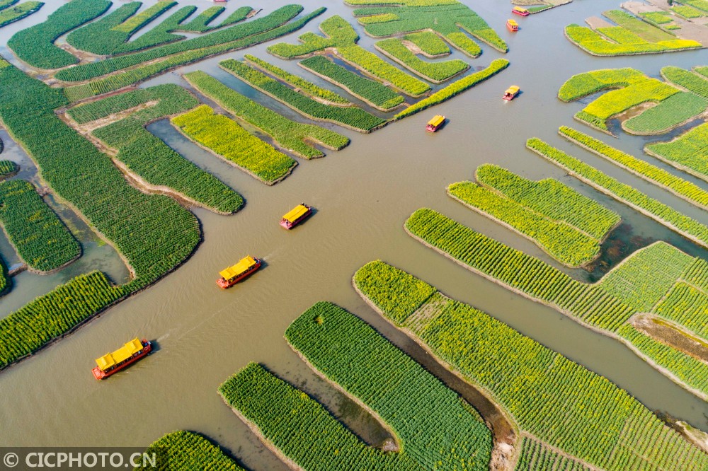 3月17日,遊客在江蘇興化千垛菜花風景區遊覽.cicphoto/徐勁柏 攝