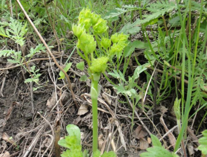 农村这种像猫爪子的野菜,如果你家有请珍惜,它是珍稀山野菜!