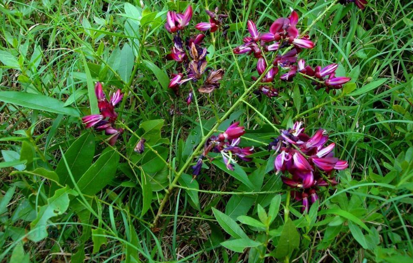 山中有1"密花豆",格外珍贵,请牢记它的外貌,切勿继续当柴火