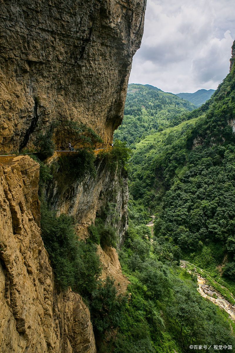 悬崖下面有一棵树