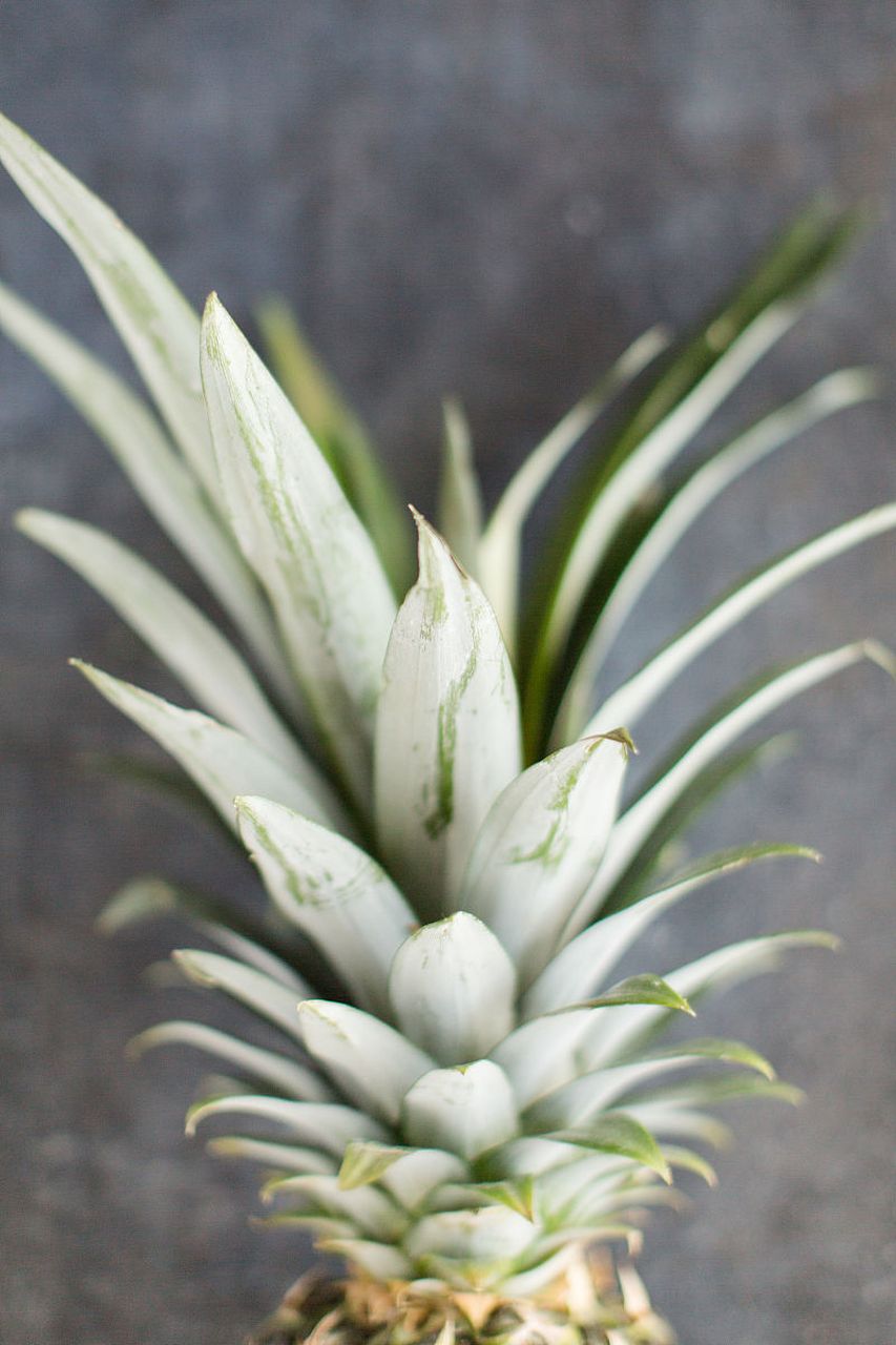 摘要: 特玉莲是多肉植物中的瑰宝,其美丽叶片和多样颜色吸引着园艺