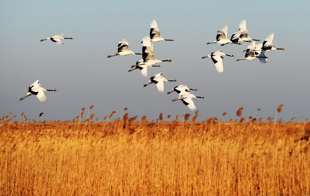 太美!丹顶鹤冰雪中飞翔起舞