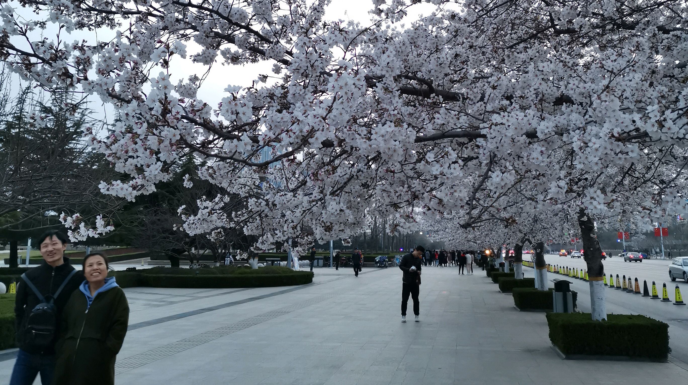 潍坊人民广场 樱花图片