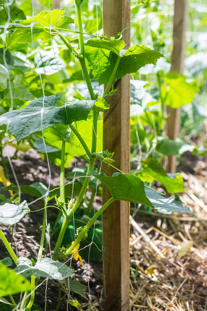 黄瓜搭架,是一种古老而实用的农业技术,旨在提高黄瓜的生长效率和产量