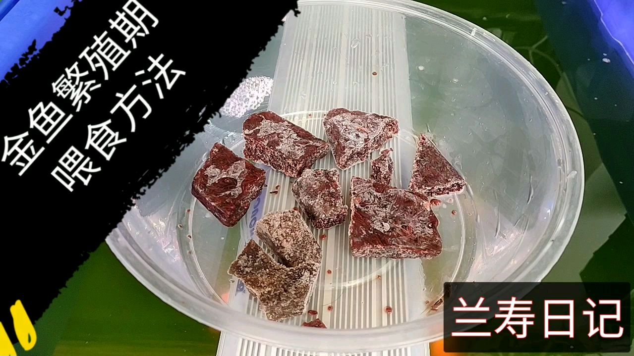 金鱼繁殖期要多喂鱼虫 抱籽质量高
