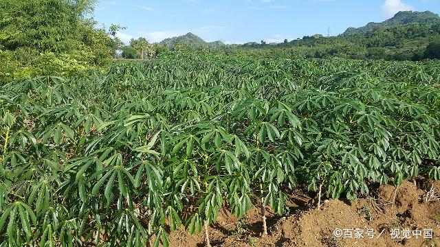 木薯种植之地要阳光充足,土质疏松,肥力充足的土地