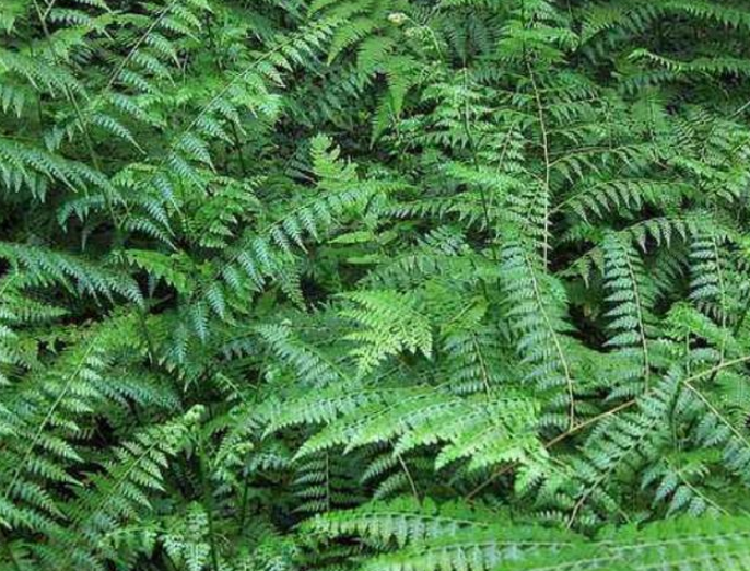 它主要是以其叶子的形状和生长环境来命名的,属凤尾蕨科,喜温暖,潮湿