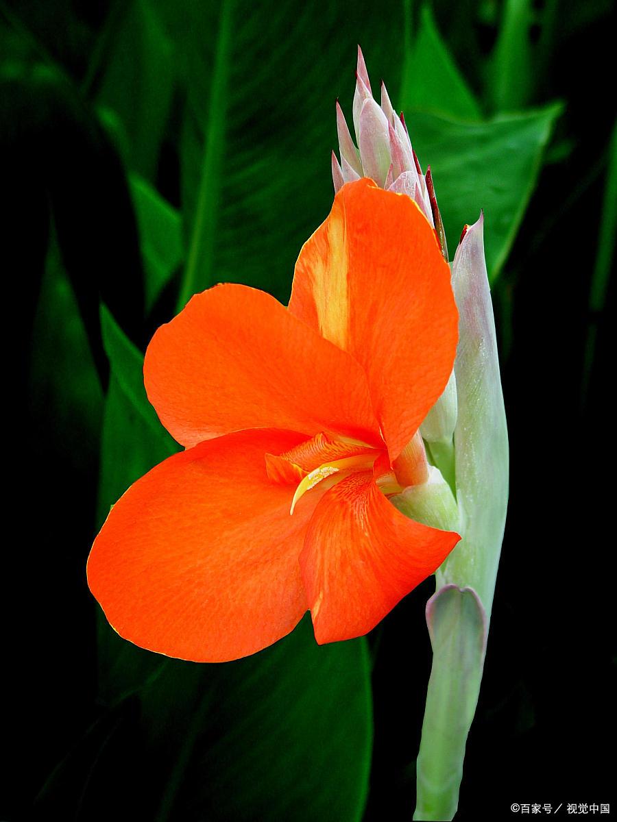 绿竹寒天笋,红蕉腊月花.绽放在古诗里的红蕉花,唯美了漫漫时光