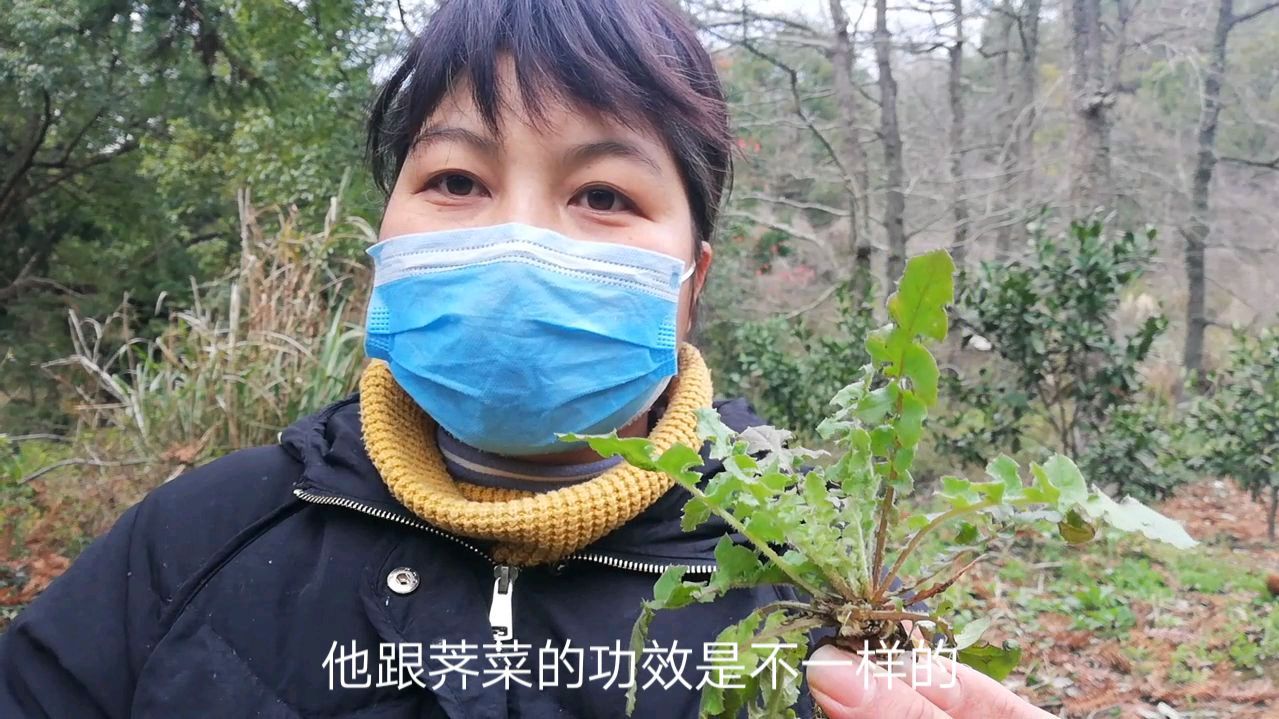 路边常见的黄鹌菜跟荠菜很像,很多人分不清,今天看完你就明白了