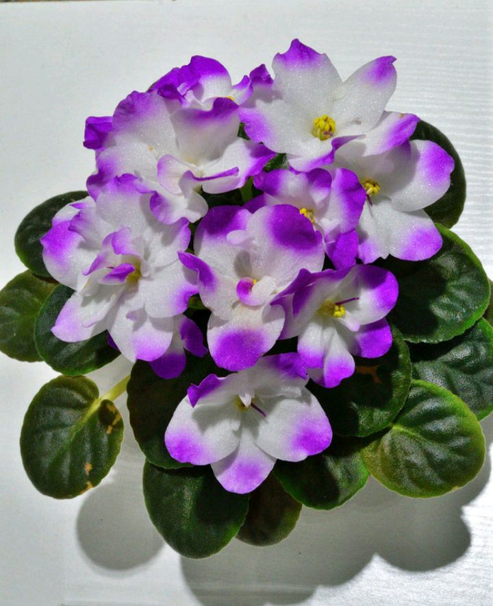"美丽,真爱永久远!"室内花卉皇后——非洲紫罗兰的养护要点