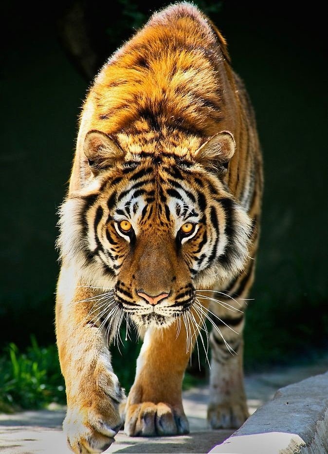 森林之王——老虎