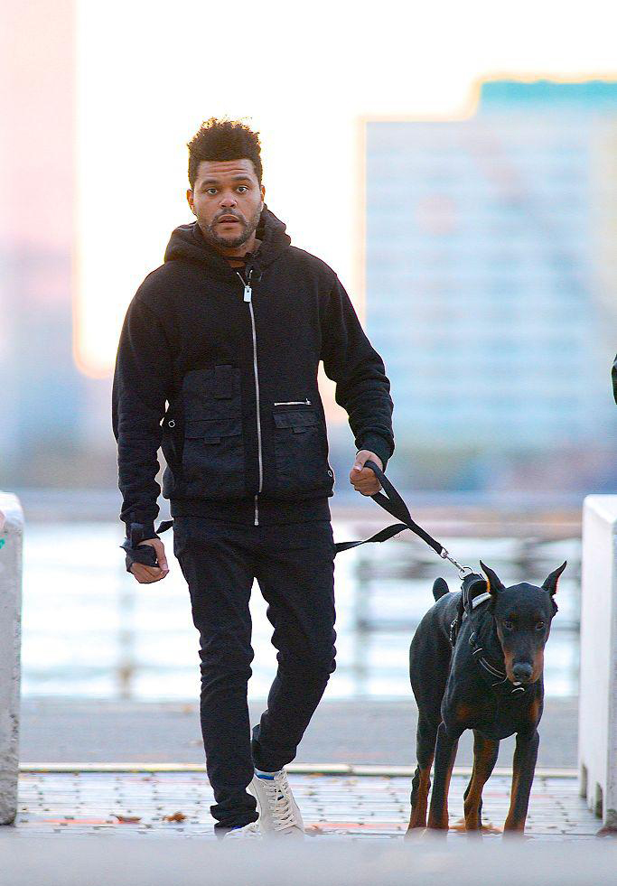 纽约,"盆栽哥"the weekend清晨遛狗,他身穿黑色外套,戴着帽子悠闲十足