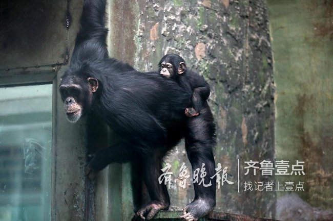 喜添丁!济南动物园黑猩猩家族增加新成员了