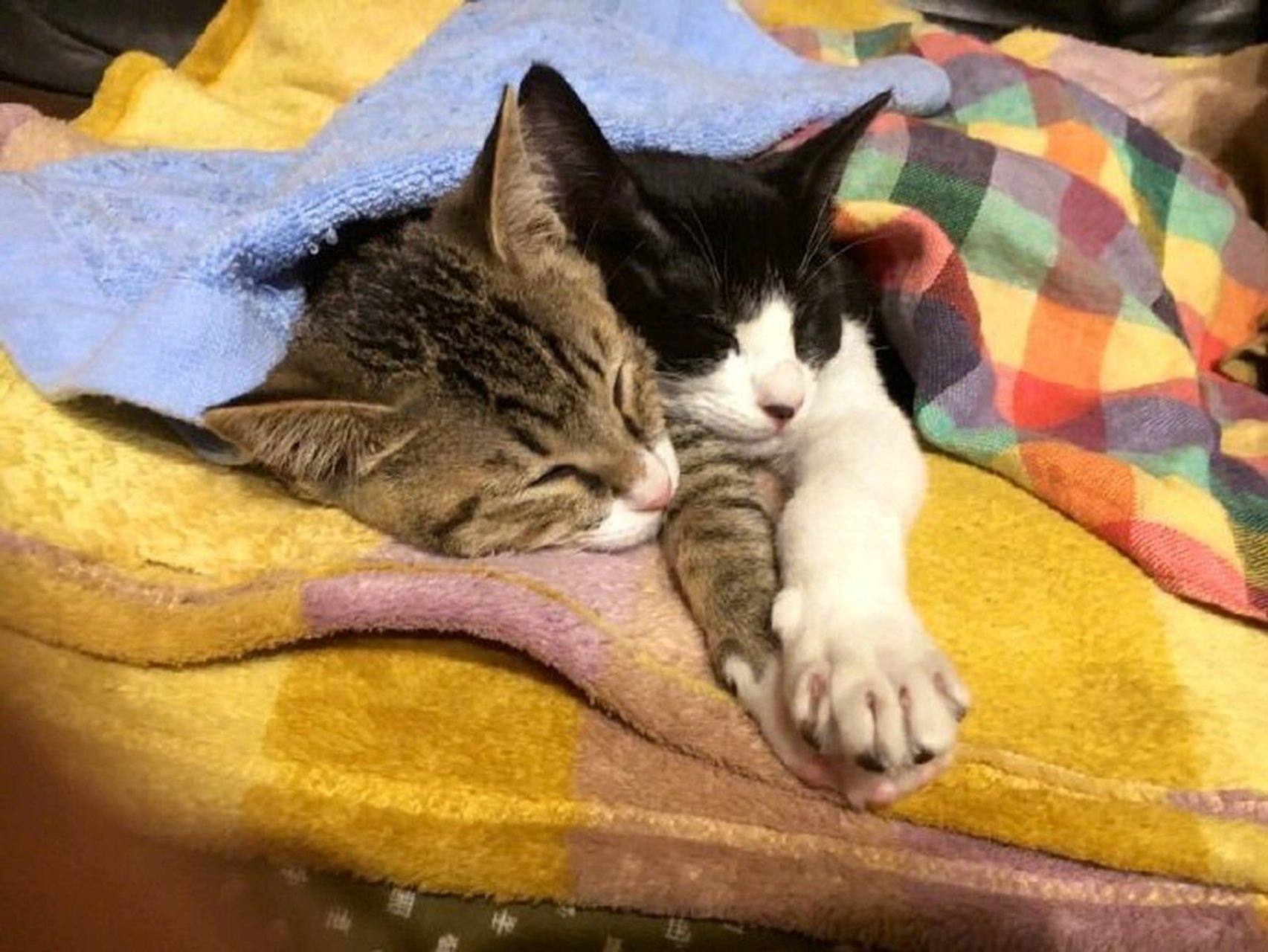 万物皆可云#【云吸猫】两只猫咪抱在一起睡觉,还叠手手,太有爱了吧!