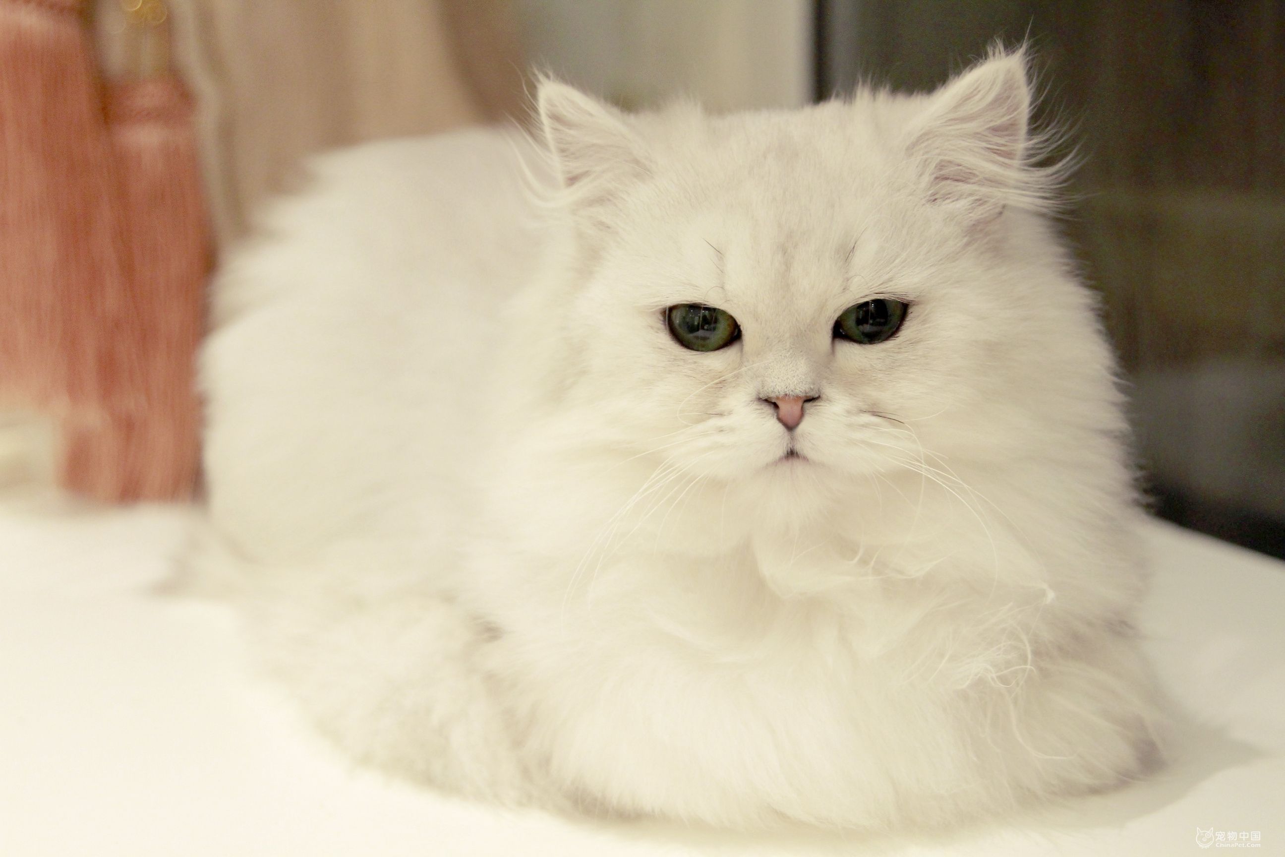 如果有机会,请你一定要养一只金吉拉猫咪!人生至此无憾了