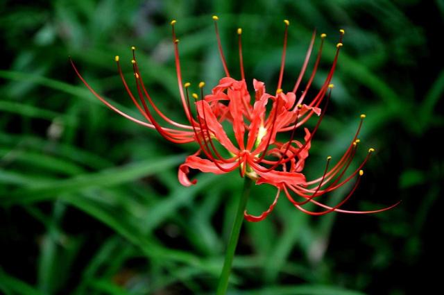 大家都叫它蟑螂花,听名字不讨喜,样子却很美,值得养