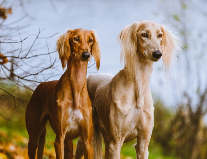 東非獵犬知識科普,這些你可能不知道!