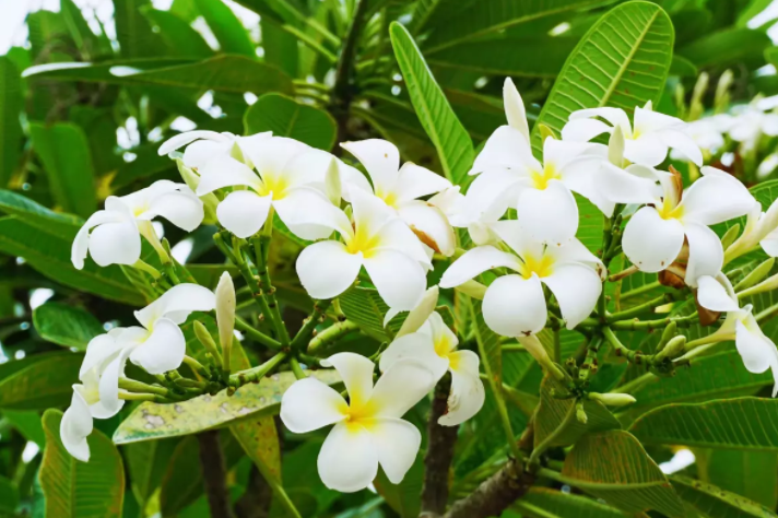 在琅勃拉邦旅游时,你有没有去过王宫博物馆?盛开的占芭花