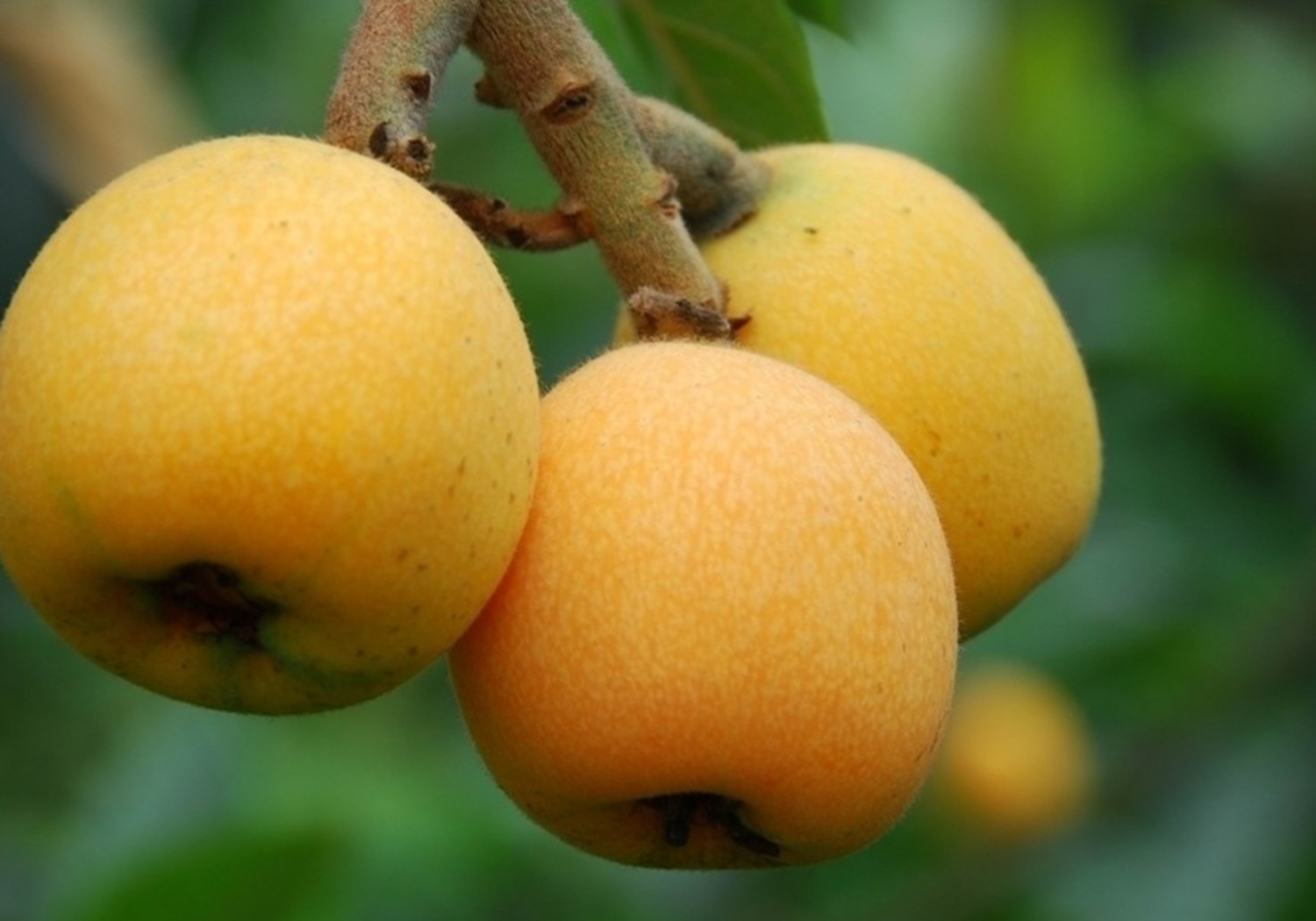 枇杷- 热门商品专区