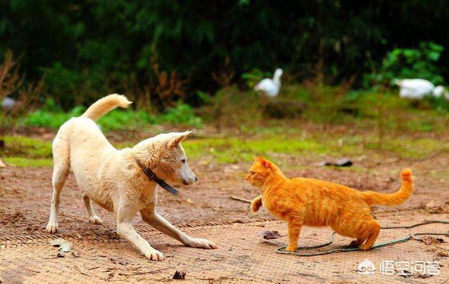 小猫小狗打架图片