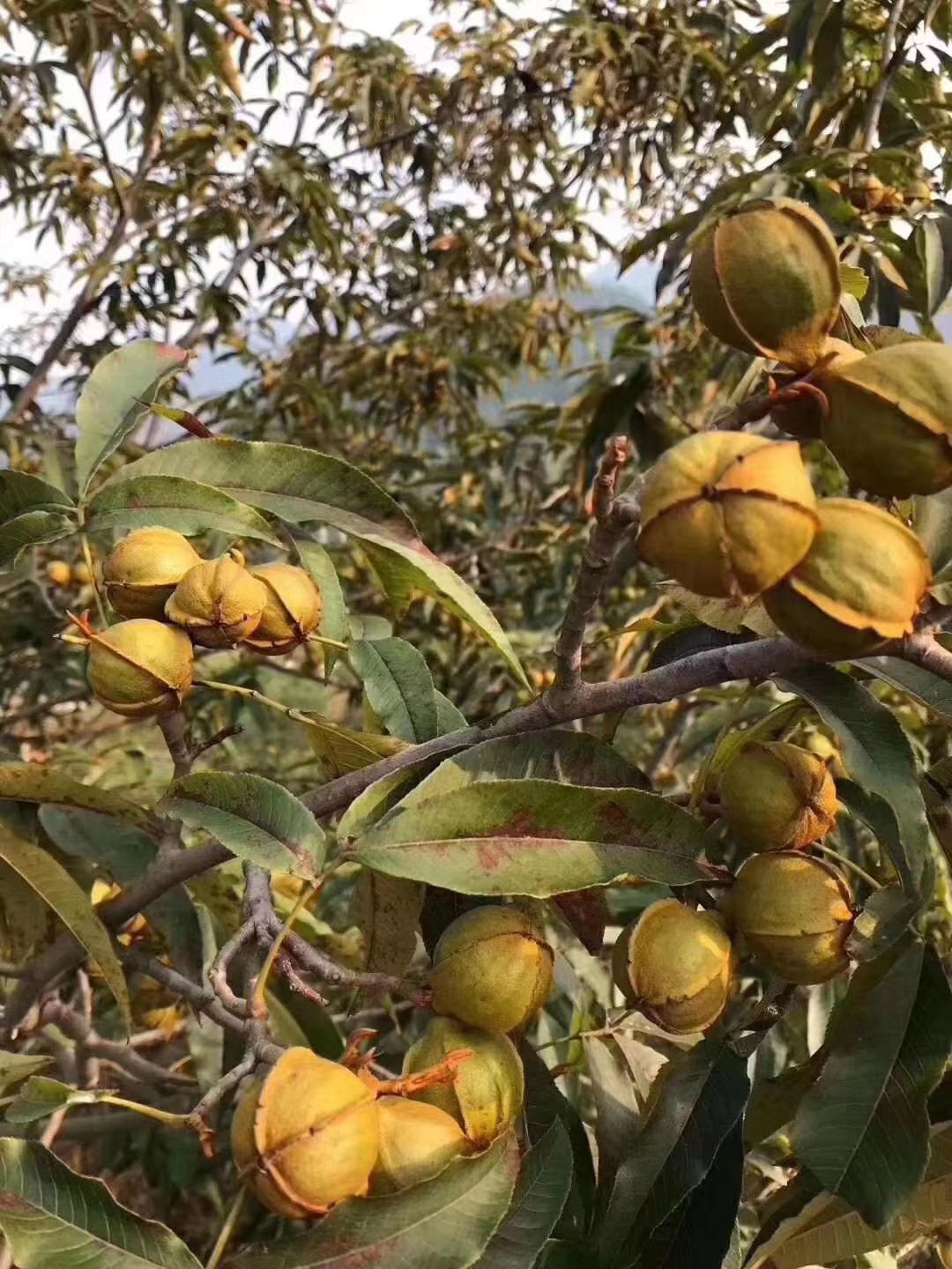 "黄金甲"-山核桃