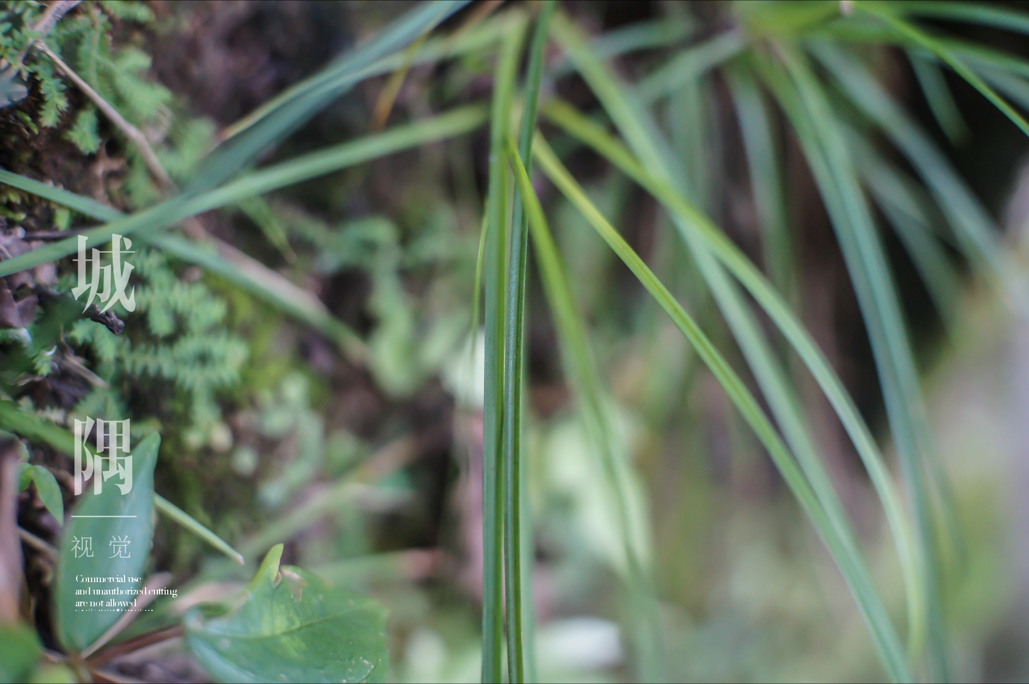 小薹草是莎草科多年生草本,叶子很细,是常见野草或绿化草.