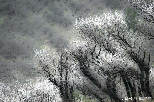 吴铁壁摄影作品:意写春天之一——山桃花