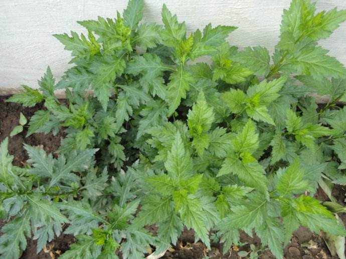 野菜菊花脑,鲜嫩美味又养生,但别与菊花混淆了