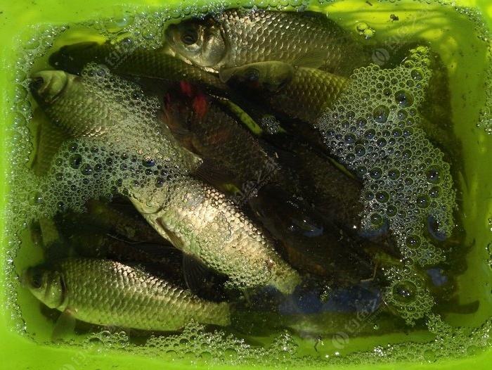 小鲫鱼好吃,就是乱刺多?这样做,小孩也能吃,不用担心卡到喉咙