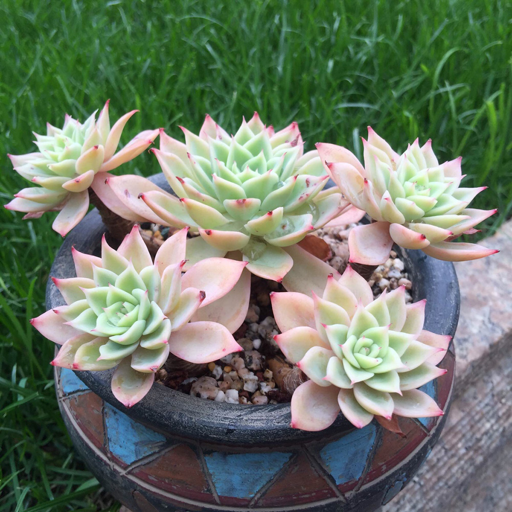 植物要是说起"多肉",就是花卉爱好者们对于多肉植物和仙人掌植物的