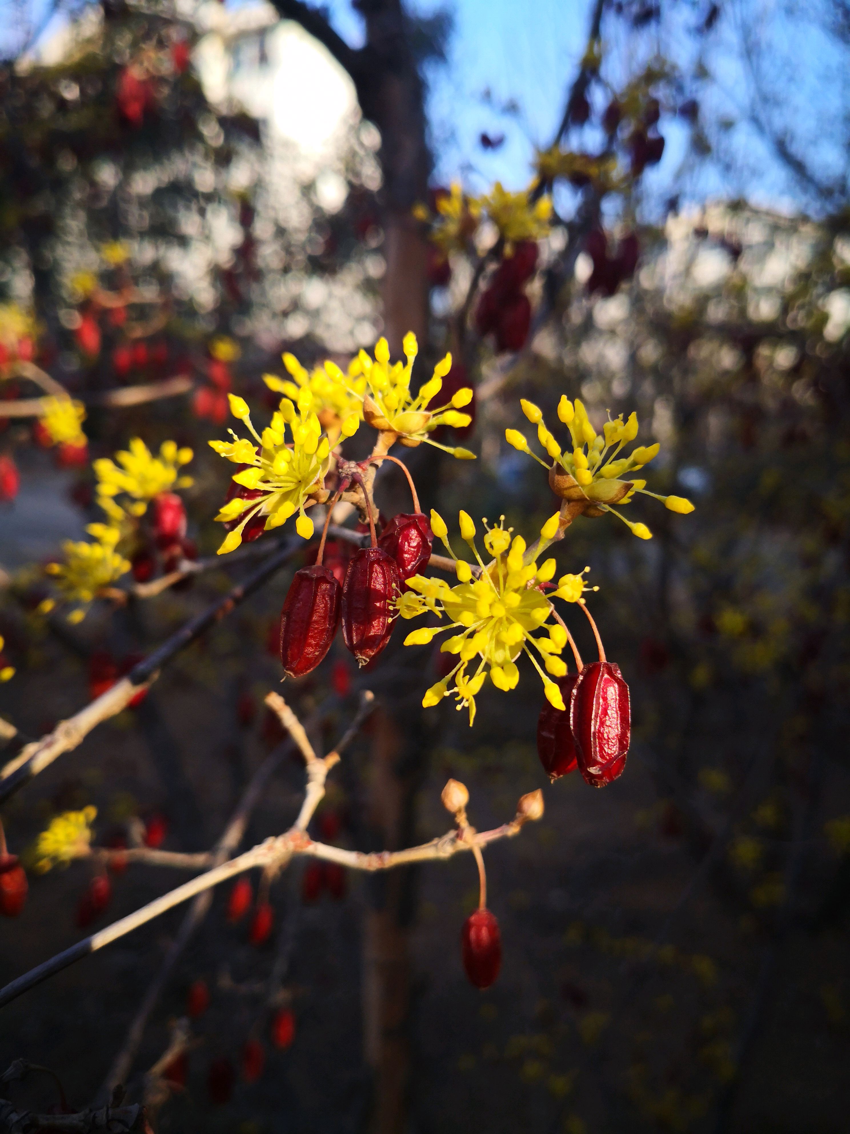 春光中的山茱萸,花朵与果实共存于枝,这是不是风雨共春秋的美景
