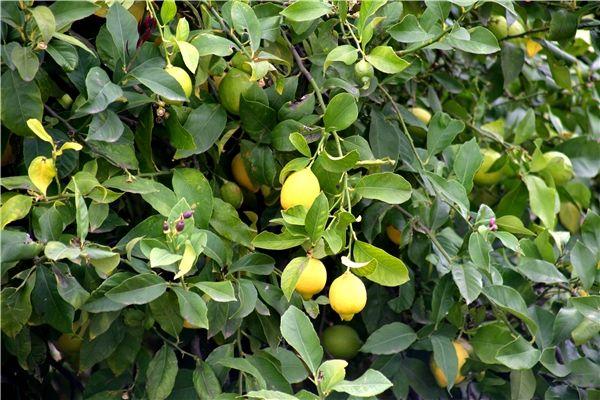 搬回家一棵小树苗,浇水施肥结出柠檬果,到了冬天还能摘