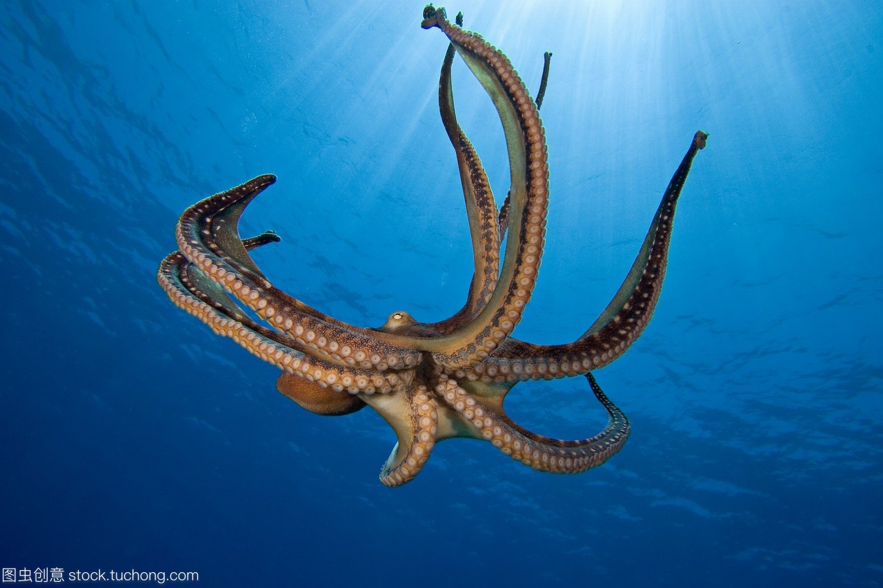 潜藏在深海的怪鱼,会隐身的章鱼,更多你没见过的趣图都在这里