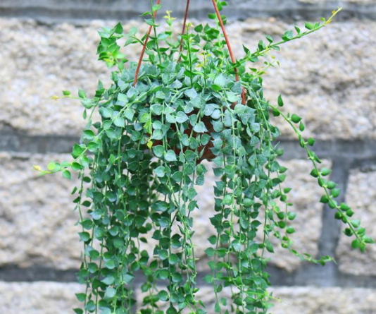 串钱藤养护方法,学会后可以让它生长翠绿有光泽